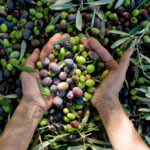 Girl,Hands,With,Olives,,Picking,From,Plants,During,Harvesting,,Green,