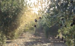 Olive,Oil,Trees,Full,Of,Olives.,Landscape,Harvest,Ready,To